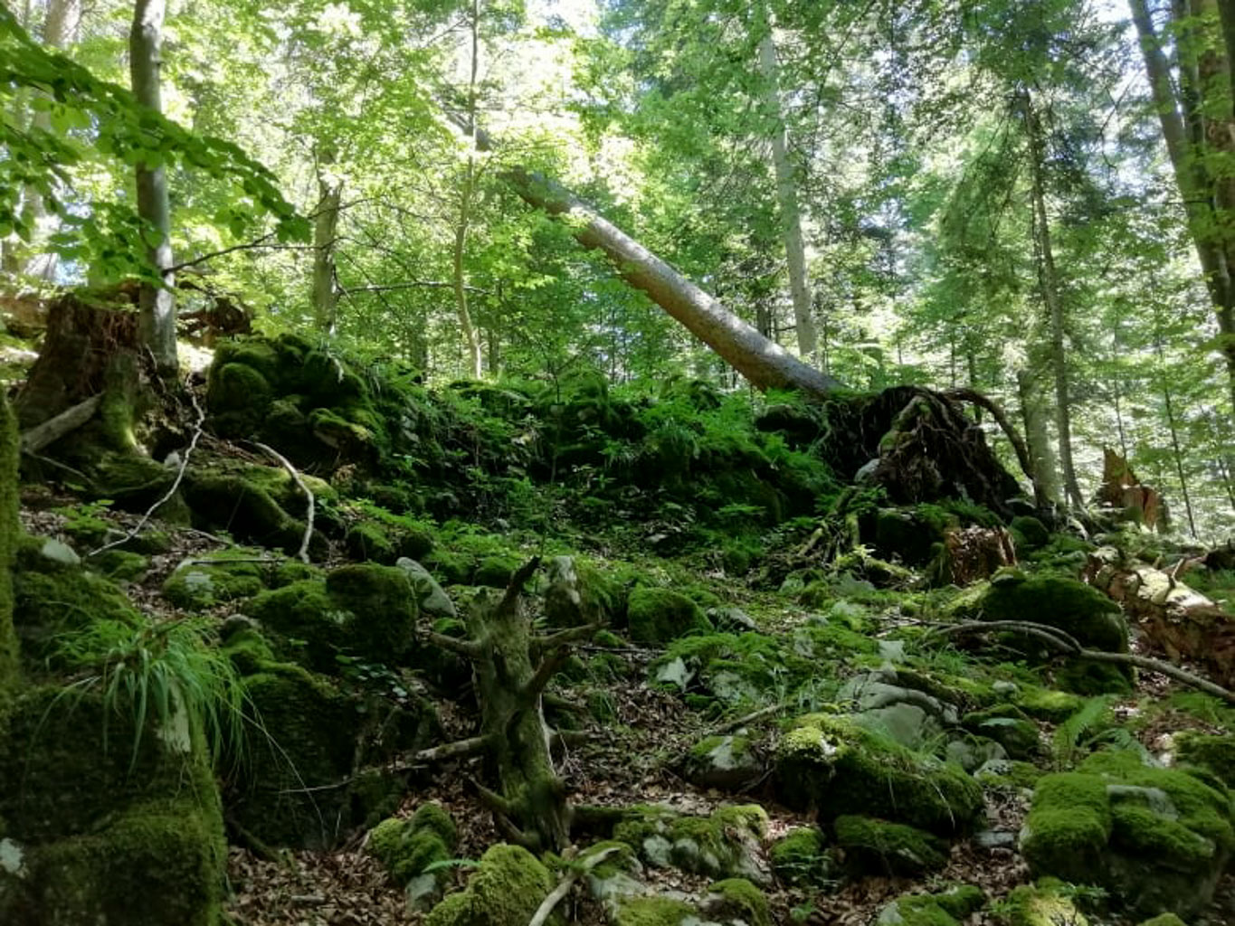 BEECH POWER Saso-32332.jpg