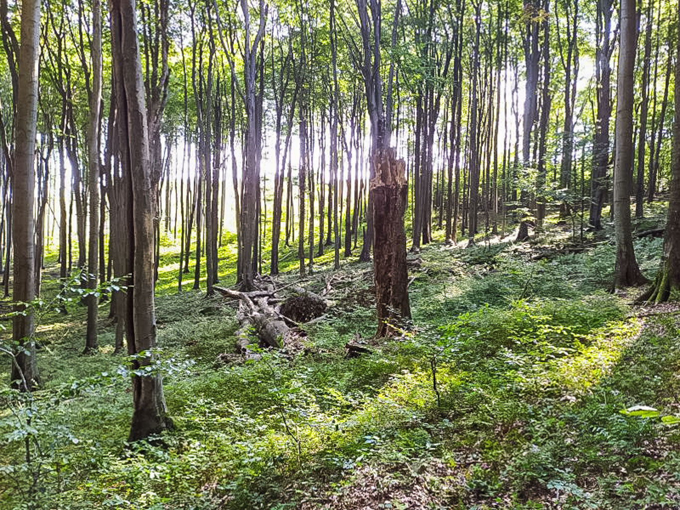 IUCN Mission Slovakia-33175.jpg