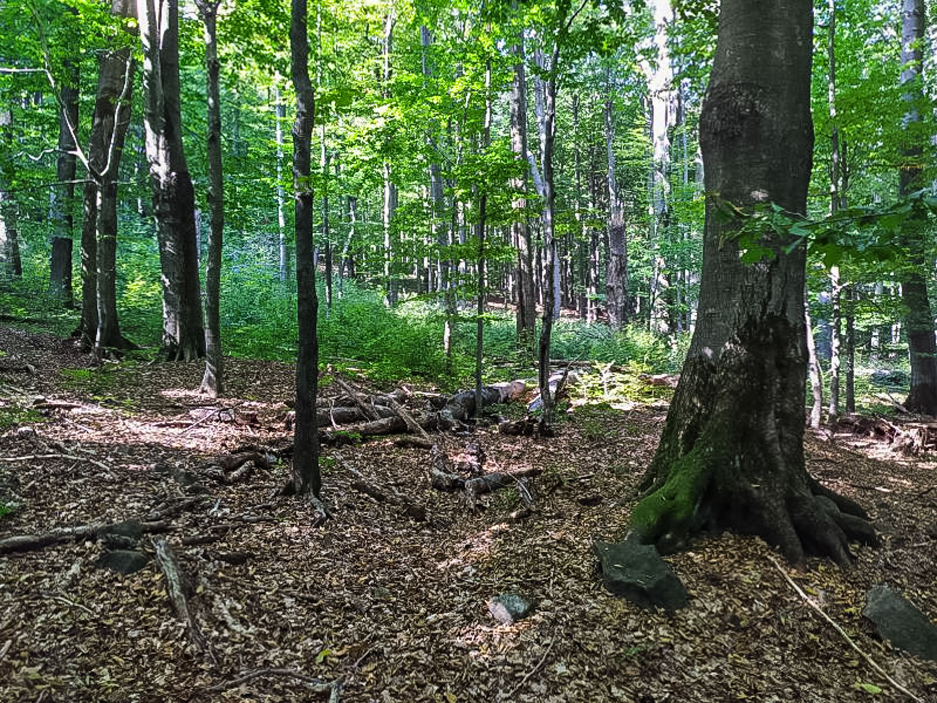 IUCN Mission Slovakia-33176.jpg