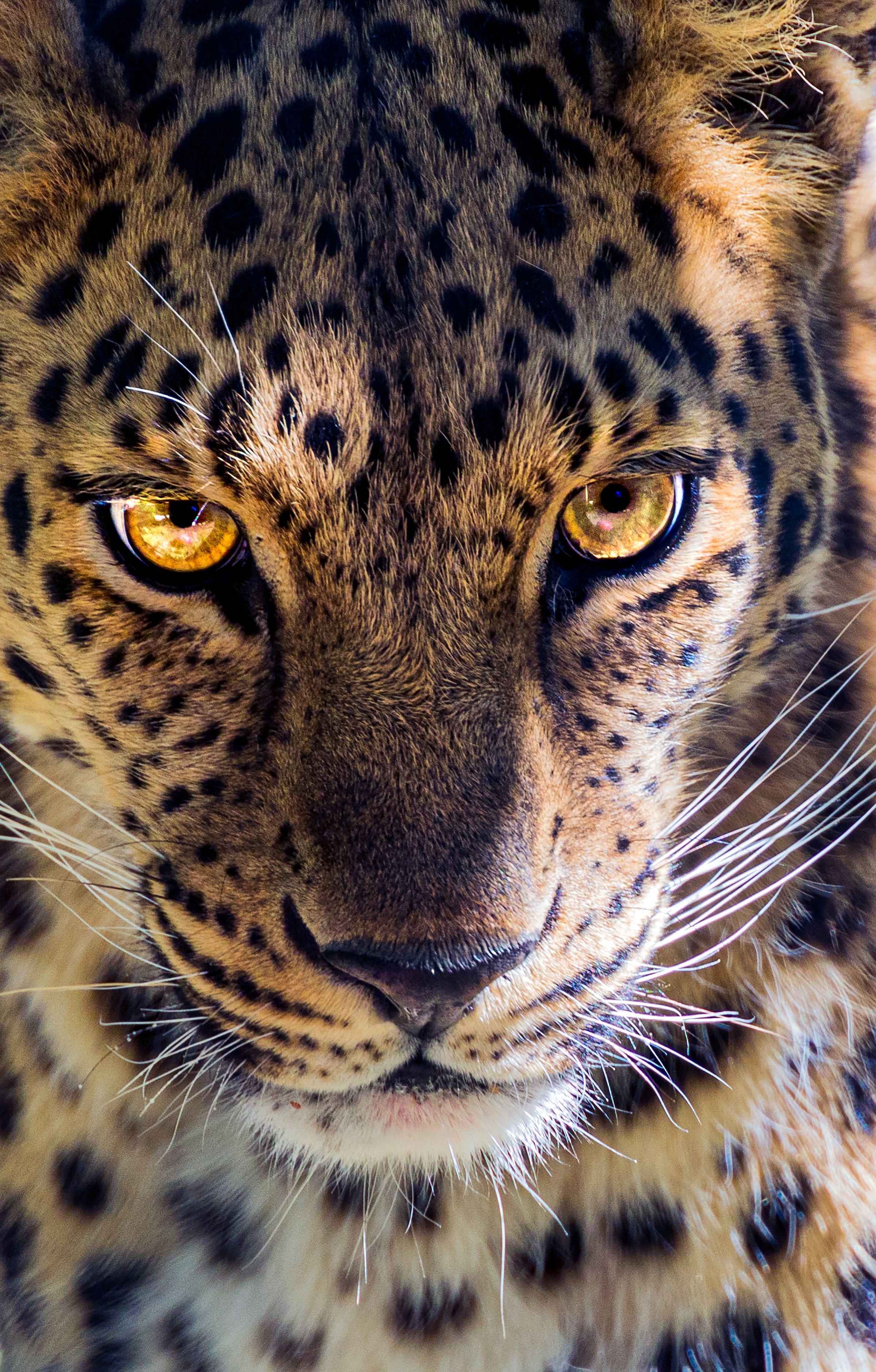 International Leopard Day – European Wilderness Society