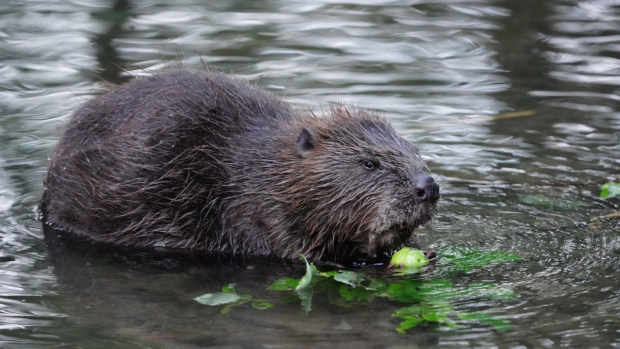 Reintroduction of wild beavers to West London