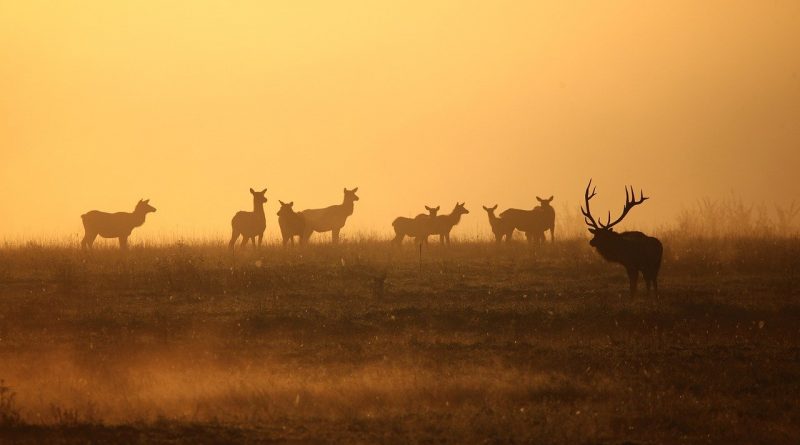 The Great Migration: Wildlife Journeys Across Continents