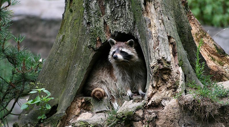 Raccoons are threats to the native amphibians and reptiles